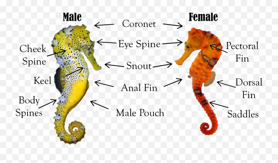 Seahorse Anatomy - Northern Seahorse Emoji,Facebook Emoticons Seahorse