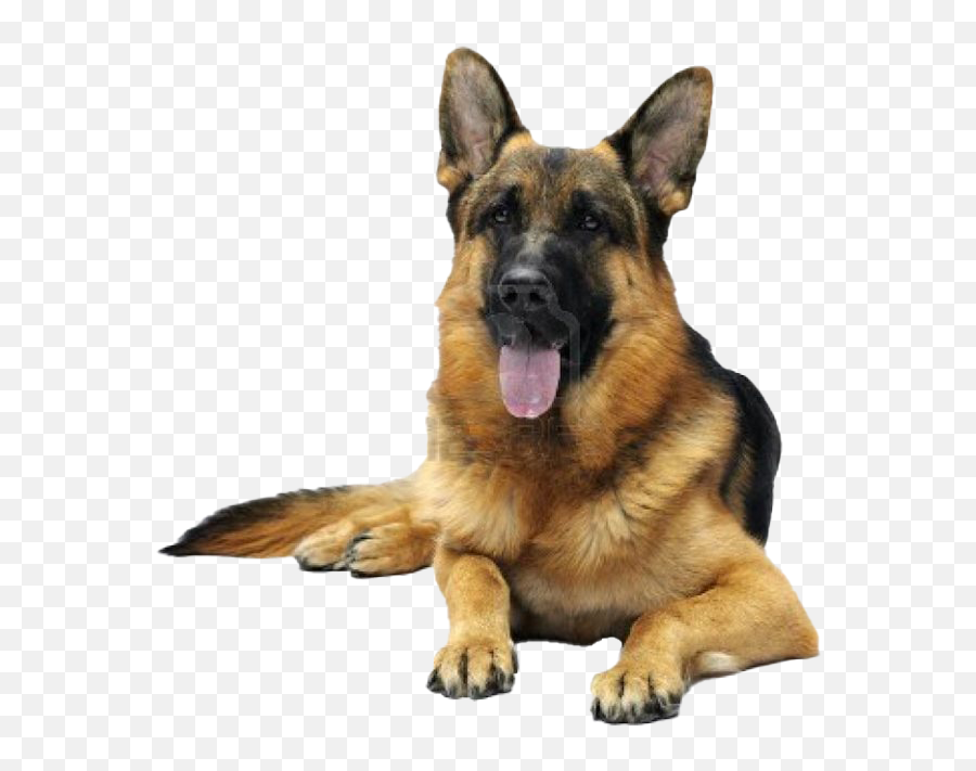 German Shepherd Png Transparent Images Png All - German Shepherd Face White Background Emoji,German Shepherd Dog Barking Emoticon