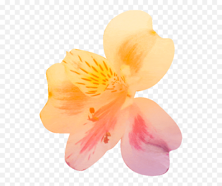 Fun Allied Media Conference Animated Flower Gif Lily - Cloudygif Lily Of The Incas Emoji,Lily Flower Emoji