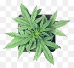 Rewards - Buy My Weed Online Emoji,Emoji For Concentrate Wax Dab Oil Reddit