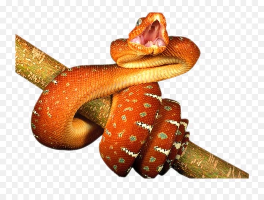 Snake Psd Official Psds Emoji,Social Media Snake Emoji