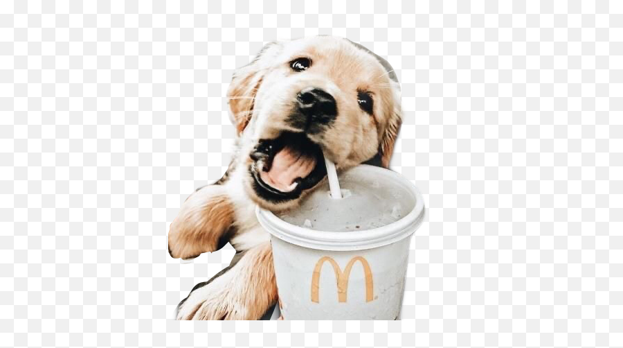 Goldenretriever Hund Hunde Dog Sticker - Puppy Mcdonalds Emoji,Dog Treat Emoji