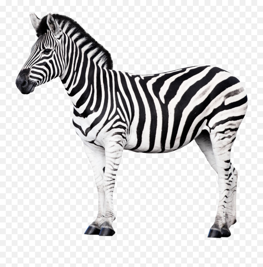 Zebra Sticker By - Dk Find Out Animals Emoji,Zebra Emoji