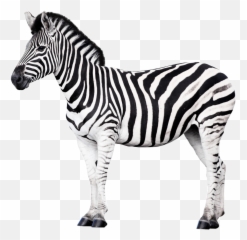 Zebra Sticker By - Dk Find Out Animals Emoji,Zebra Emoji