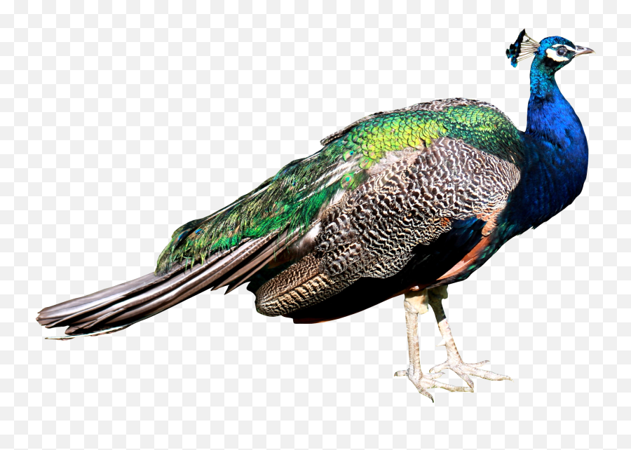 Bird Peacock Sticker - Peacock Transparent Png Emoji,Peacock Emoji