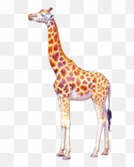 Giraffe Drawing Png U0026 Free Giraffe Drawingpng Transparent - Tierpark Hagenbeck Emoji,Giraffe Emoji