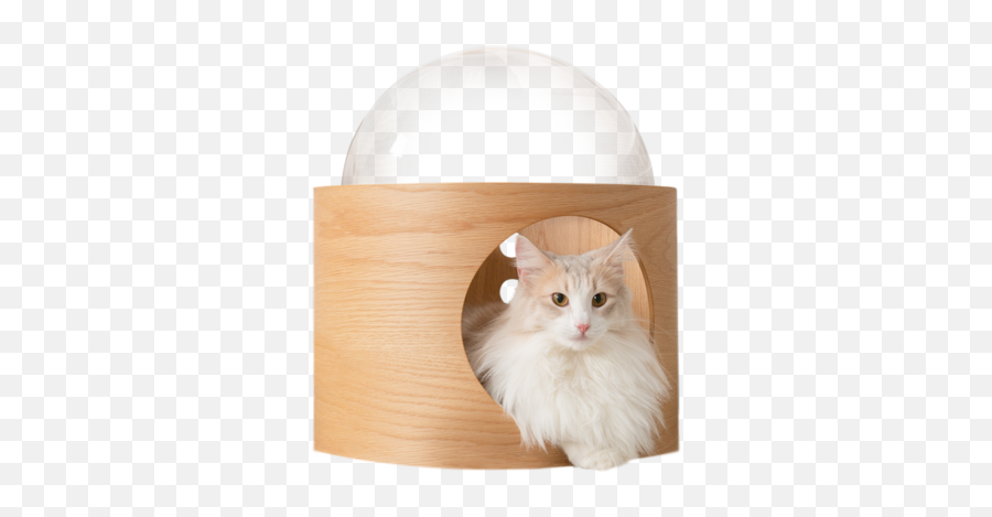 Myzoo - Build A Climbing Wall With Floating Cat Shelf For Your Niche Plexiglas Pour Chat Emoji,Free Emojis Cats