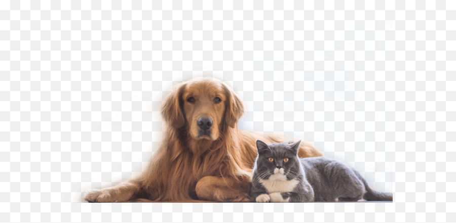 Top Rated Local Veterinarians U2013 Oakdale Veterinary Group Emoji,Ech Cat Emotion