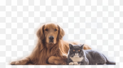 Top Rated Local Veterinarians U2013 Oakdale Veterinary Group Emoji,Ech Cat Emotion