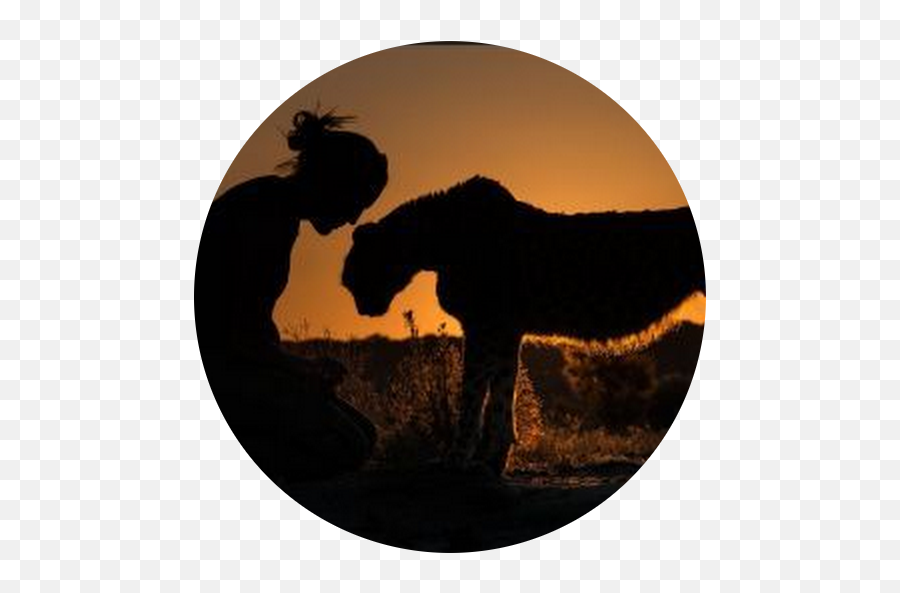Affordable Healthcare For Everyone - Glassfrogg Silhouette Wild Animals National Geographic Emoji,Eric Jensen Emotions We Are Born With Affordable Healthcare For Everyone - Glassfrogg Silhouette Wild Animals National Geographic Emoji,Eric Jensen Emotions We Are Born With