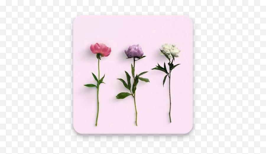 Flower Wallpaper 4k Ultra Hd - Backgrounds 10 Apk Download Emoji,Tyt Emojis Flower Wallpaper 4k Ultra Hd - Backgrounds 10 Apk Download Emoji,Tyt Emojis
