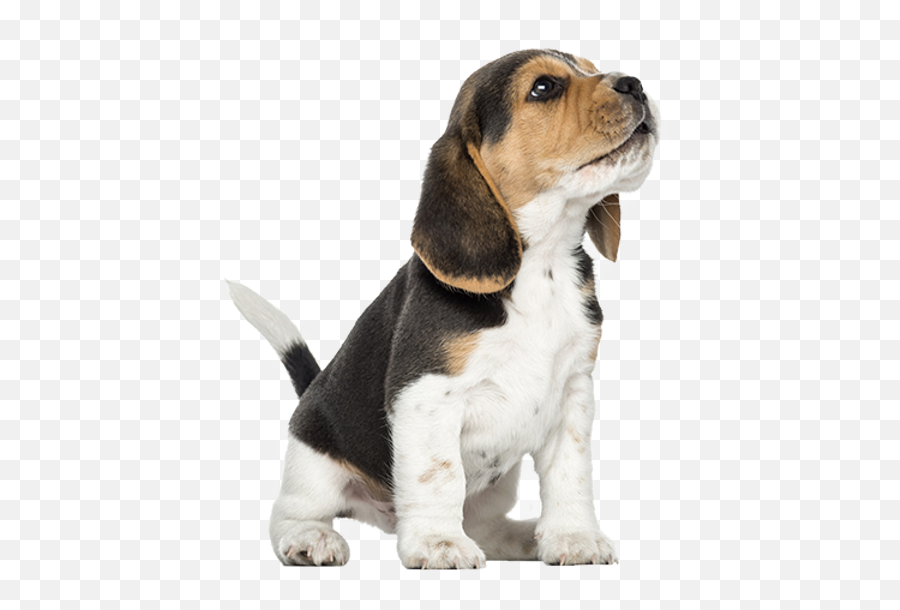 Our Services Staynplay Emoji,Birthday Emoticons For Bassets