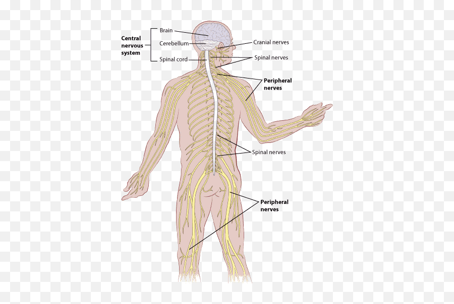 What Are Adult Brain Stem And Spinal Cord Tumors - Cranial Spinal Nerves Emoji,Nervous Emotion