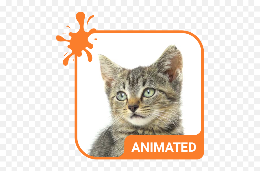 Baby Tabby Animated Keyboard Live Wallpaper - Apps On Emoji,Paja Emoji