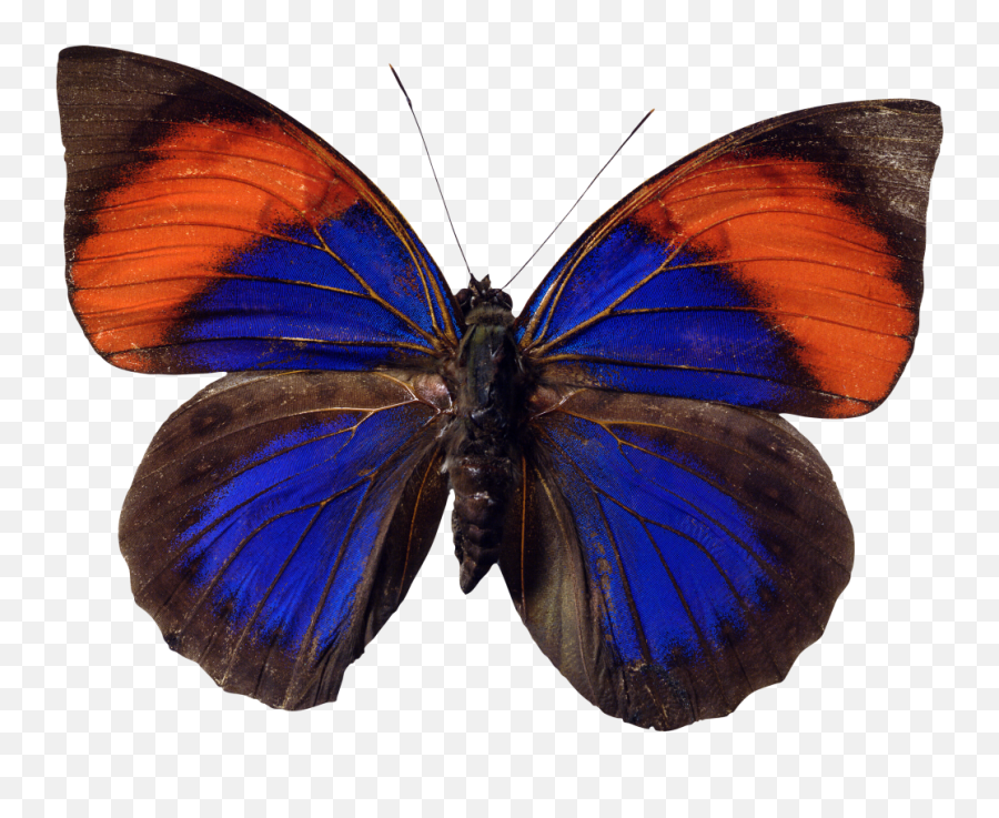 Butterfly Png File - High Quality Image For Free Here Emoji,Butterfly Emoji