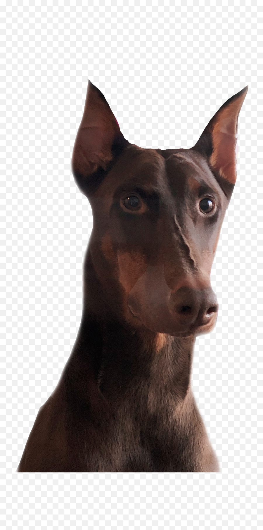 Doberman Sticker - Dobermann Emoji,Doberman Emoji