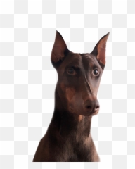 Doberman Sticker - Dobermann Emoji,Doberman Emoji