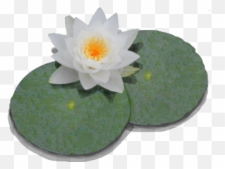 Water - Real Lily Pad Png Emoji,Lily Pad Emoji