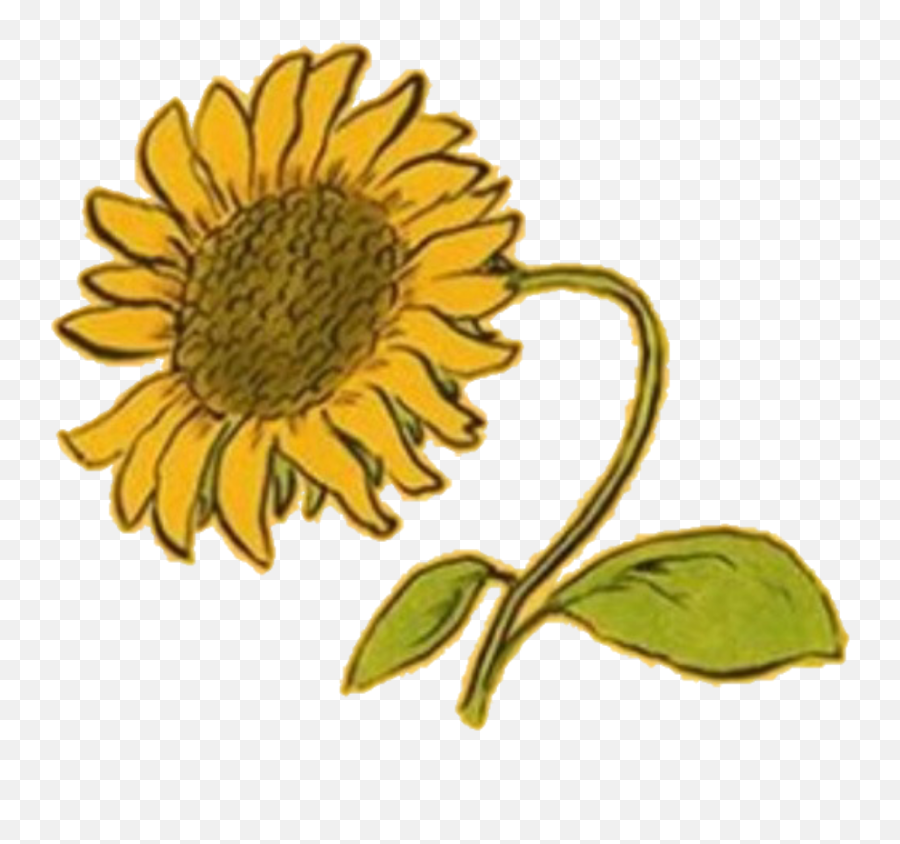 Yellow Amarillo Aesthetic Random Flower Flor Girasol Clipart - Aesthetic Clipart Yellow Flower Emoji,Flor Emoji