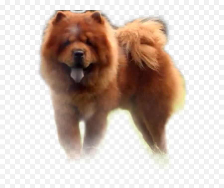 Discover Trending - Big Puffy Dog Emoji,Chow Chow Emoticon