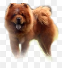 Discover Trending - Big Puffy Dog Emoji,Chow Chow Emoticon
