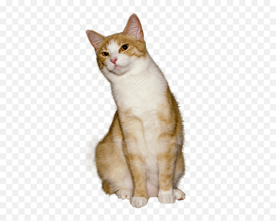Coyote Predation - Public Domain Cat Emoji,Two Legged Cat With Emoji Hands