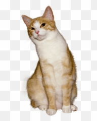Coyote Predation - Public Domain Cat Emoji,Two Legged Cat With Emoji Hands