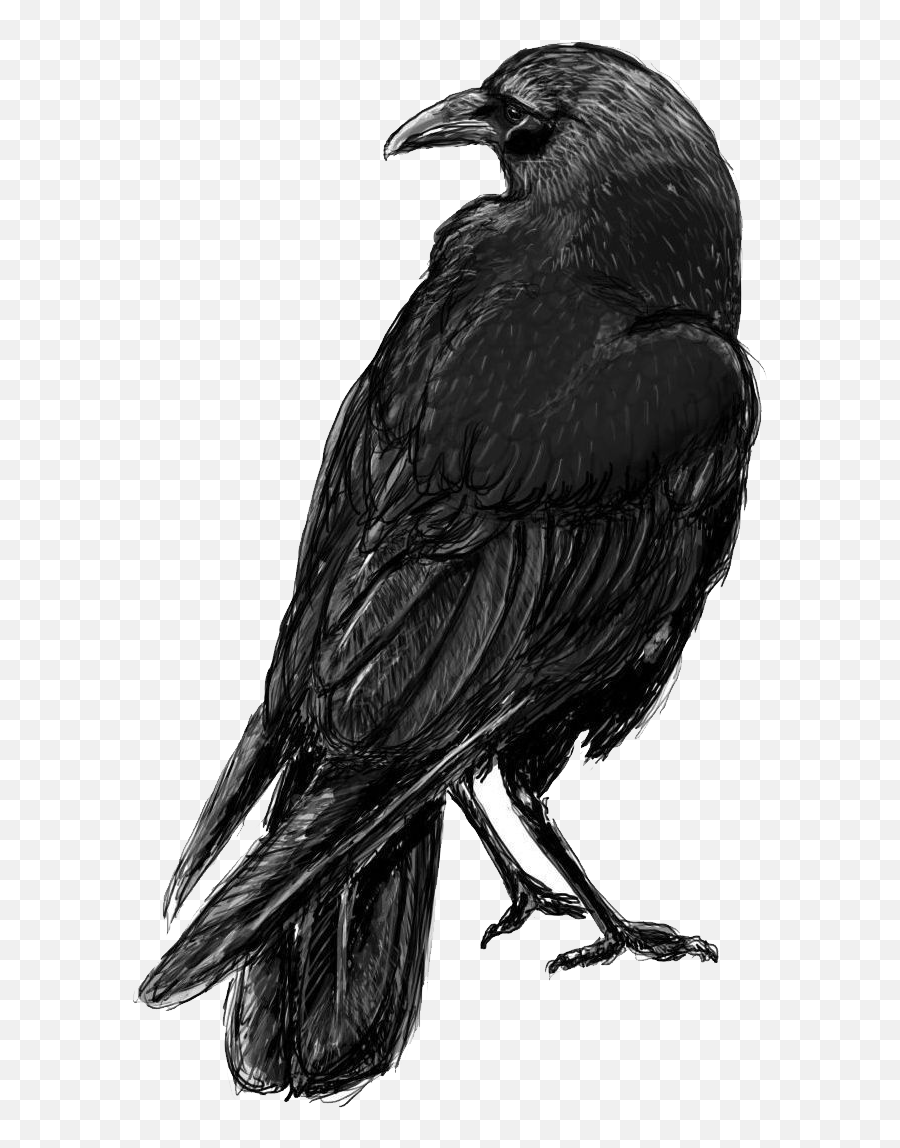 Raven Ravens Png Images - Raven Emoji,Raven With Emotions