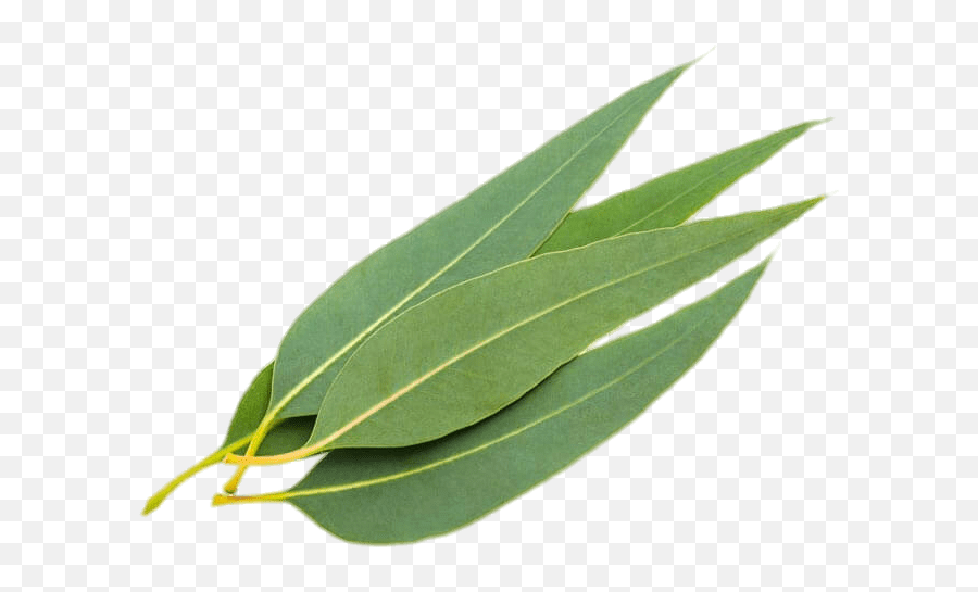 Gum Trees Stock Photography Eucalyptus - Eucalyptus Leaves Png Emoji,Eucalyptus Emoji