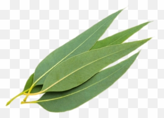 Gum Trees Stock Photography Eucalyptus - Eucalyptus Leaves Png Emoji,Eucalyptus Emoji