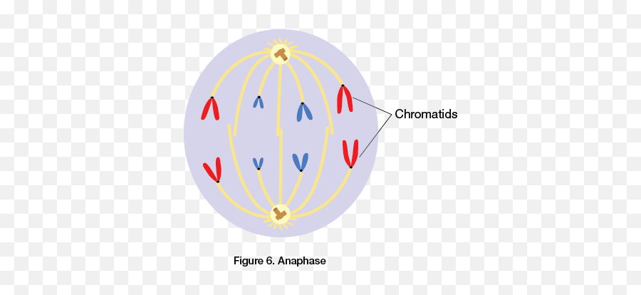 Pin - Dot Emoji,Mitosis In Emojis