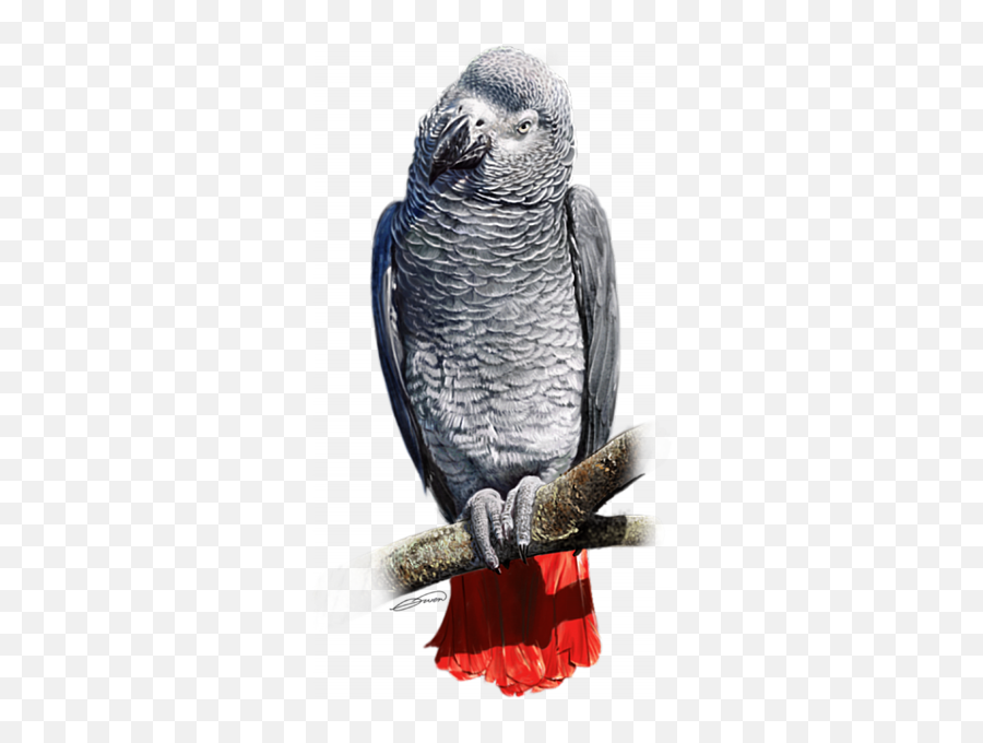 African Grey Parrot C Greeting Card For - Transparent African Grey Parrot Png Emoji,African Grey Parrot Reading Emotions