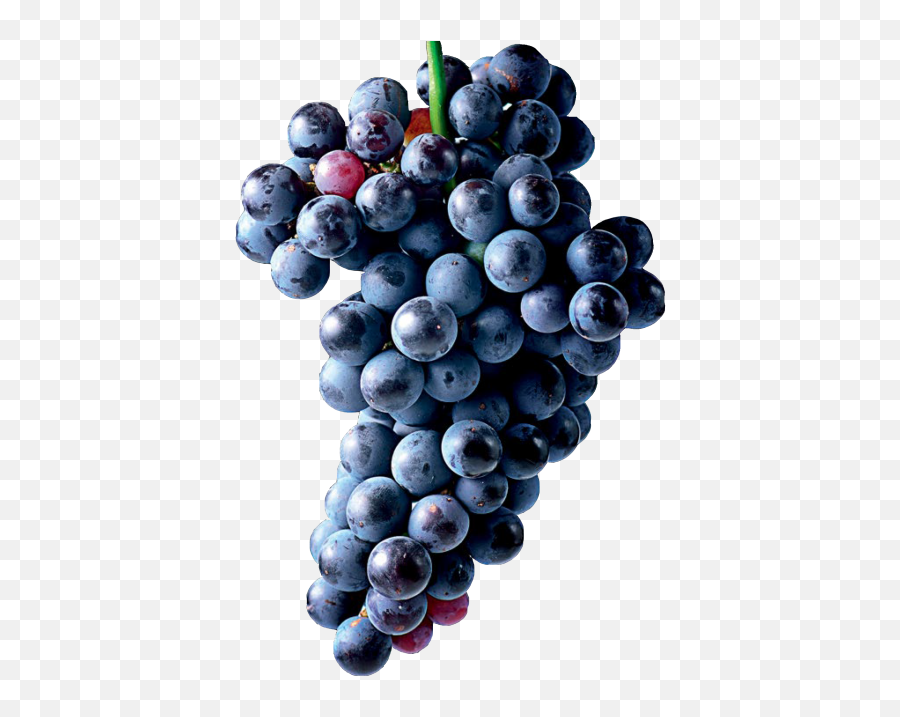 Grapes Transparent Png Image - Grapes Photography Png Emoji,Grapes Emoji Transparent