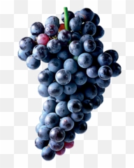 Grapes Transparent Png Image - Grapes Photography Png Emoji,Grapes Emoji Transparent
