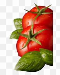 Free Tomato Transparent Download Free Tomato Transparent - Tomato Png Emoji,Tomato Can Emoji