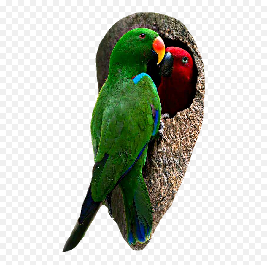 Bird Parrot Parrots Sticker By Smartphonefreejob2 Emoji,Parrot Emoji