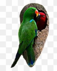 Bird Parrot Parrots Sticker By Smartphonefreejob2 Emoji,Parrot Emoji