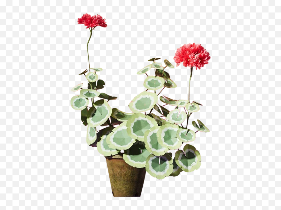 The Green Vase Geranium Plant - Green Vase Geranium Plant Emoji,Emotion Code For Geranium