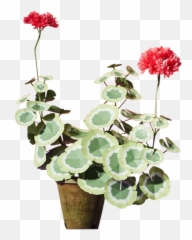 The Green Vase Geranium Plant - Green Vase Geranium Plant Emoji,Emotion Code For Geranium