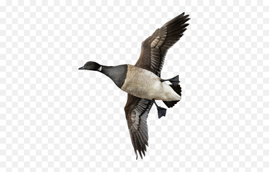 Brant Barnacle Emperor Geese - Duck Emoji,Canadian Goose Emoticon