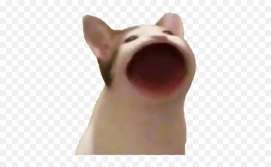 Pop Cat Apk For Android - Apksan Emoji,Meme Android Emojis