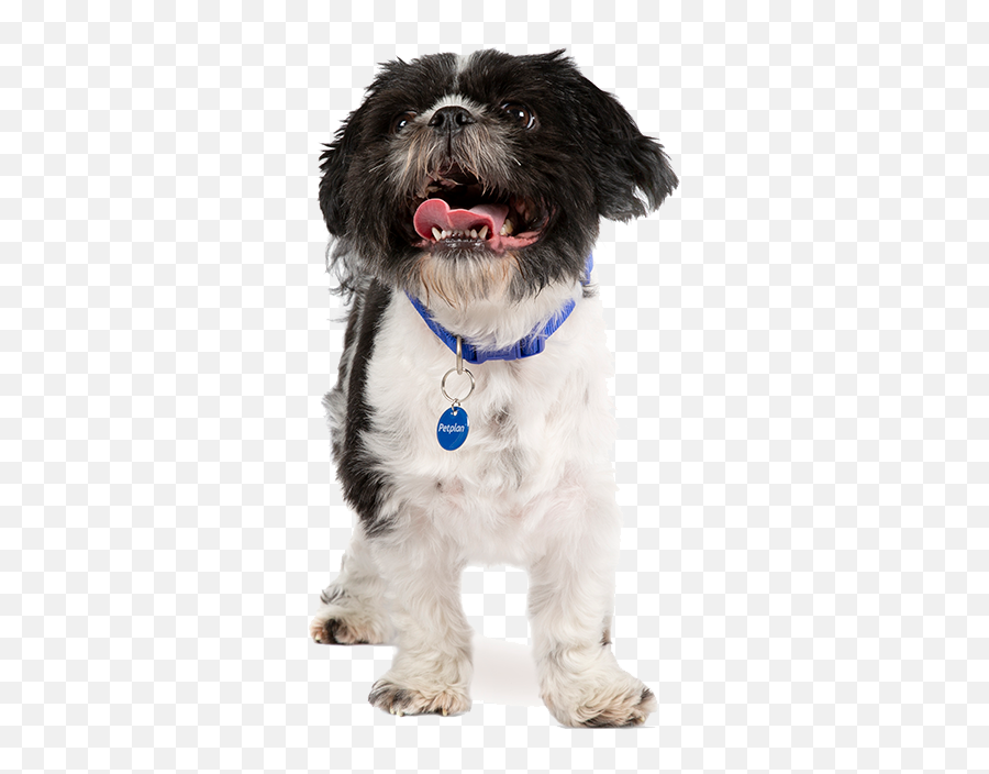 Shih Tzu Temperament Lifespan Grooming Training Petplan Emoji,Can An Oscar Fish Recognize And React To Its Owners Emotions