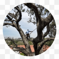 Don Williams Landscape U0026 Tree Services - Don Williams Emoji,Emoticons About Tree Trimming