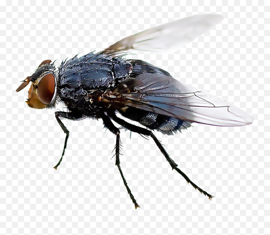 Fly Insect Png U0026 Free Fly Insectpng Transparent Images - Fly Png Emoji,Mosquito Emoji