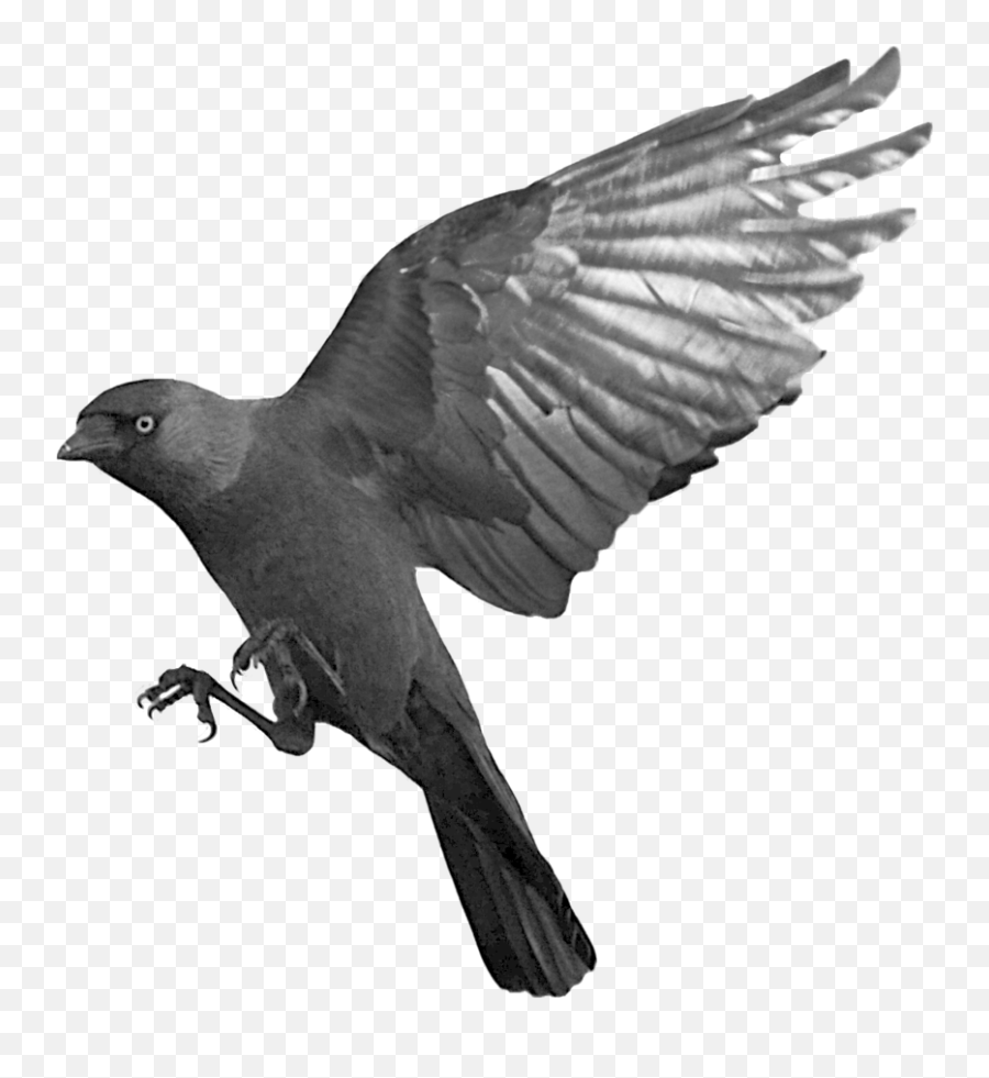 Raven Ravens Png Images - Raven Transparent Background Emoji,Raven With Emotions