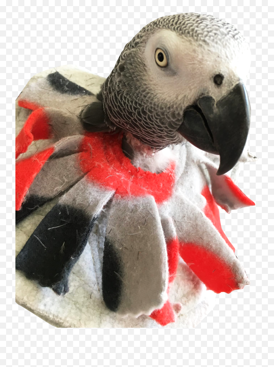 Feather Plucking Parrots - Poncho Bird Feather Plucking Emoji,African Grey Parrot Reading Emotions