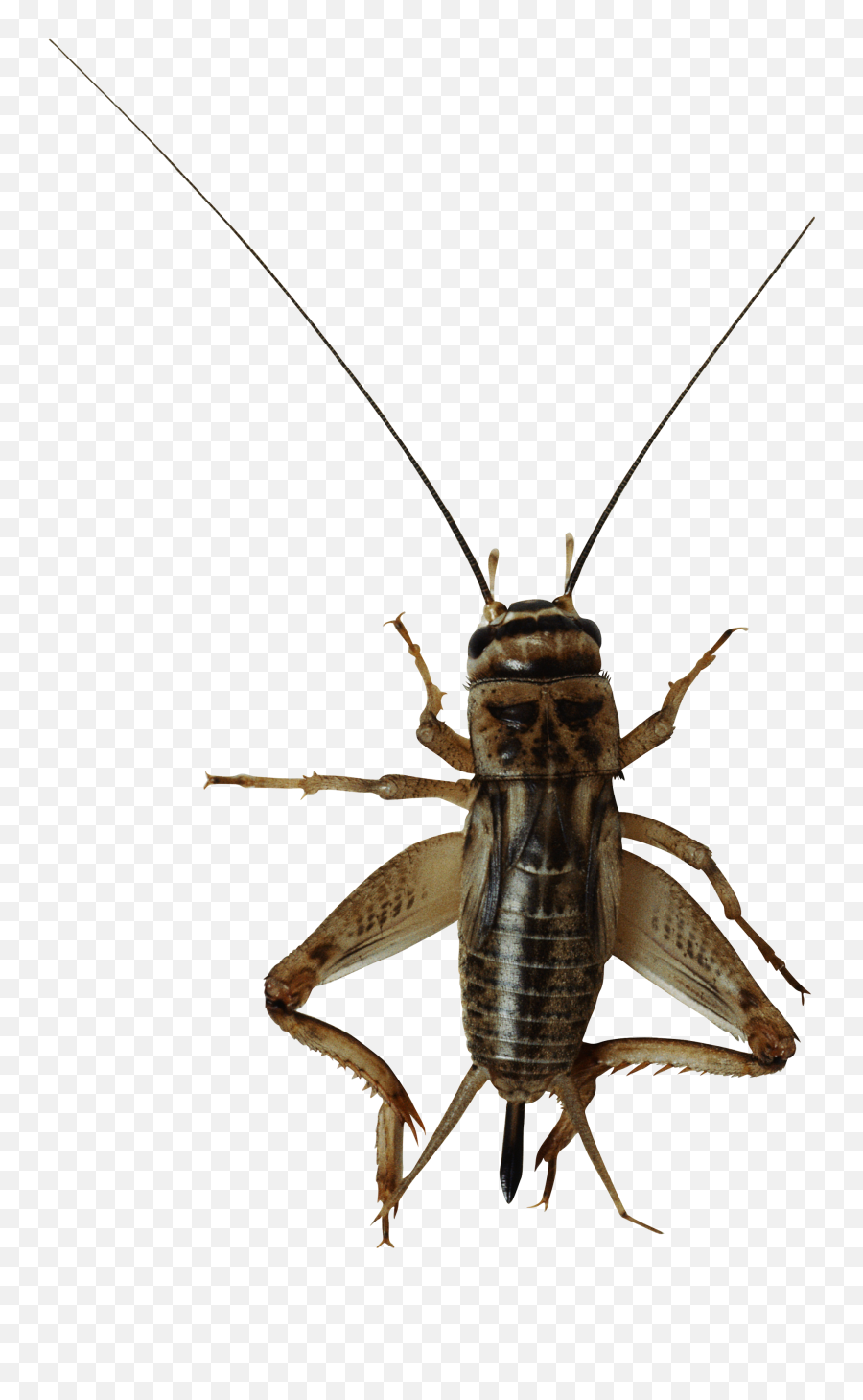 Bug Bugs Insect Cricket Crickets - Insect Cricket Transparent Background Emoji,Crickets Emoji