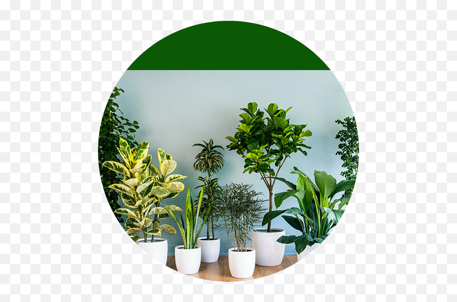 Indoor Plants - Indoor Plants Emoji,Green And Plants Indoor Effect On Human Emotion