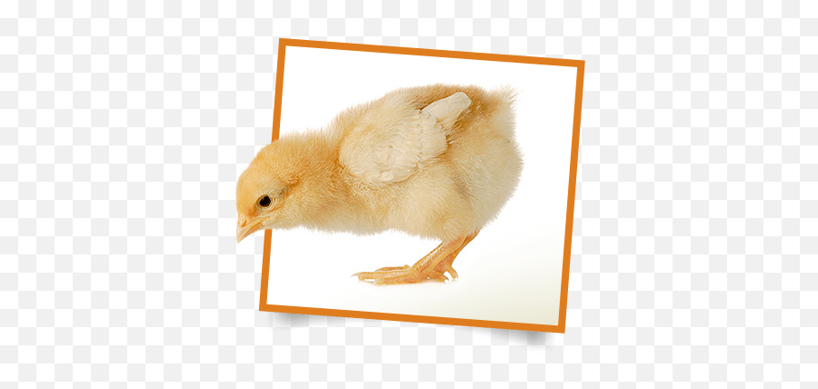 Kidsu0027 Corner - Living Eggs Ameraucana Emoji,Do Chickens Have Feelings And Emotions