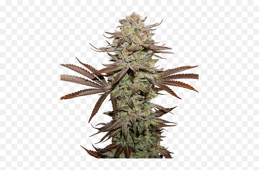 Sticky Fingers Autoflower By Seed Stockers From Seed City - Seed Stockers Sticky Fingers Emoji,Weed Emoticon Reggae Transparent